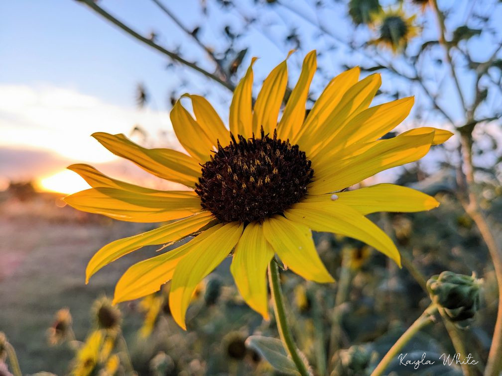 Wild Sunflower Near Quitaque